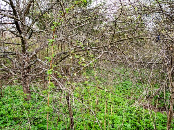 Underbrush Clearing in Westfield