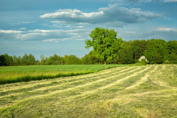 Cost of Vegetation Removal in Westfield