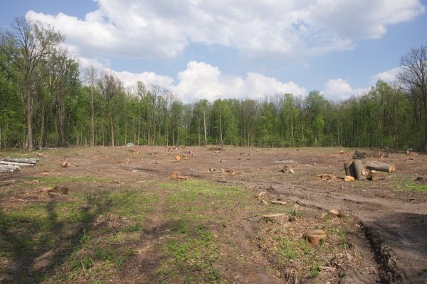 Pasture Clearing in Westfield