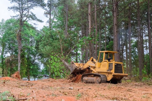 Forest Thinning in Westfield