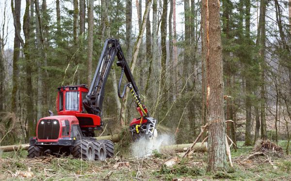 Forest Clearance Service in Westfield
