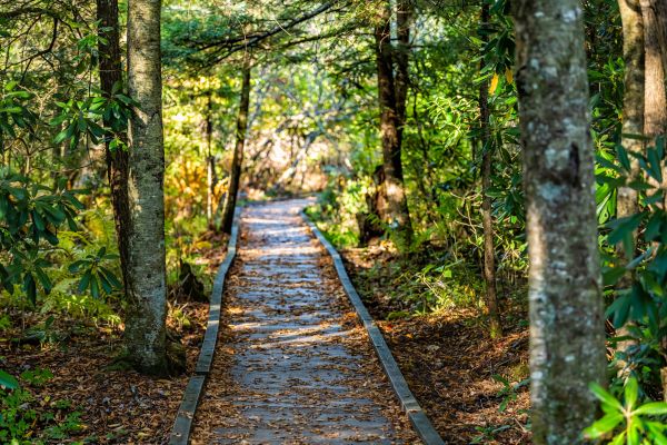 Cost of Trail Clearing in Westfield